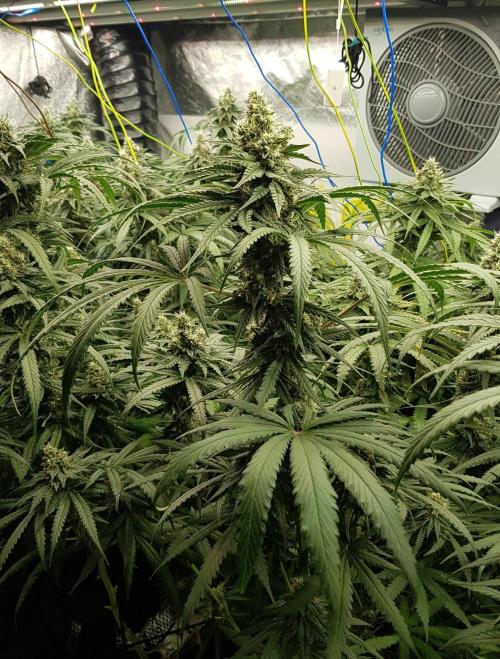GGD Season 2 - Strawberry Cola Sherbet. Week 11