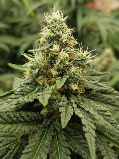 GGD Season 2 - Strawberry Cola Sherbet. Week 11