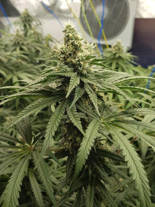 GGD Season 2 - Strawberry Cola Sherbet. Week 11