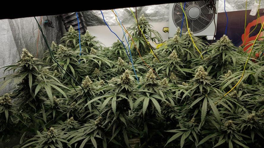 GGD Season 2 - Strawberry Cola Sherbet. Week 11
