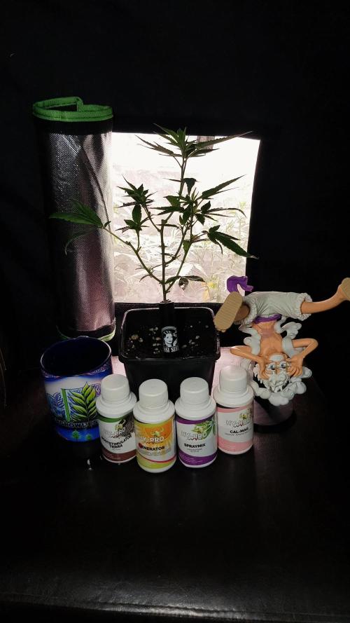 Grow Cup Pop