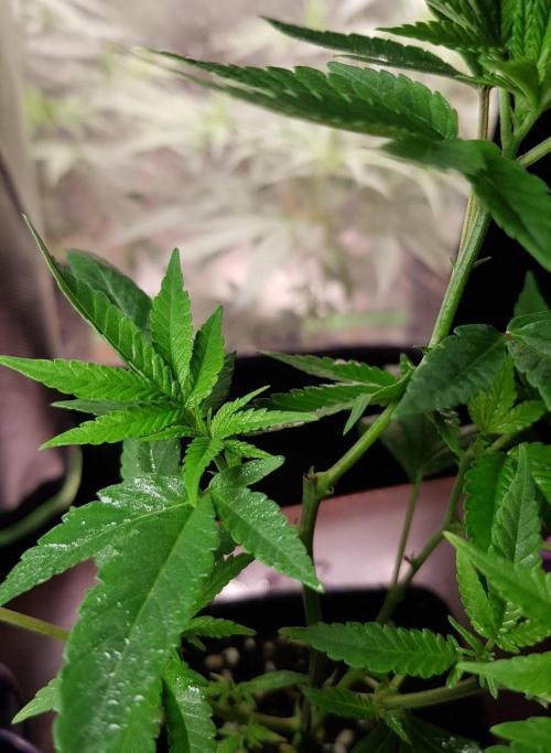 Grow Cup Pop. Week 4