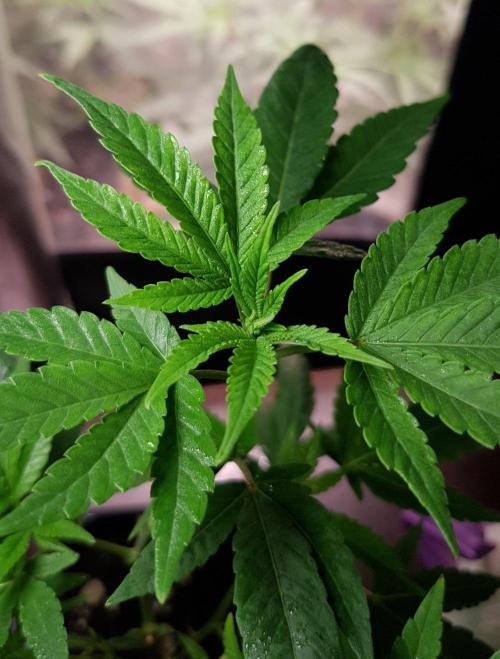 Banana Cake Pop Fem. Week 4