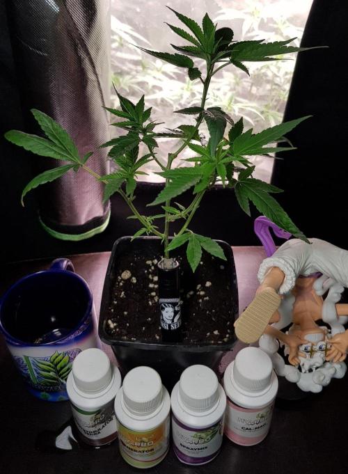 Grow Cup Pop. Week 4
