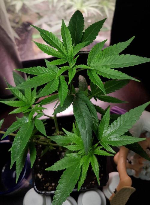 Grow Cup Pop. Week 4