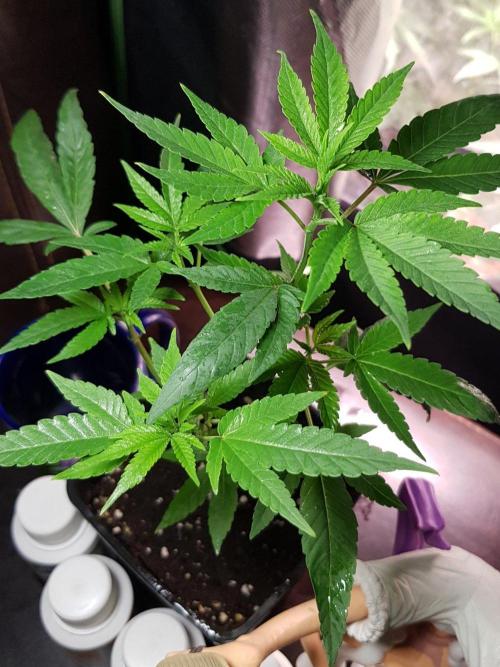 Grow Cup Pop. Week 4