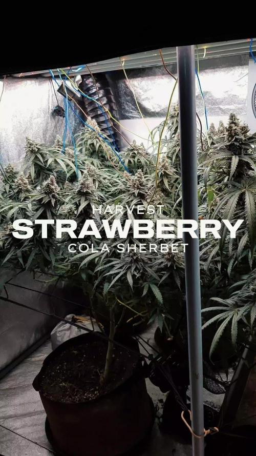 GGD Season 2 - Strawberry Cola Sherbet