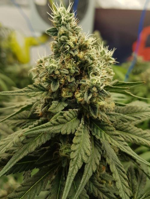 GGD Season 2 - Strawberry Cola Sherbet. Week 12
