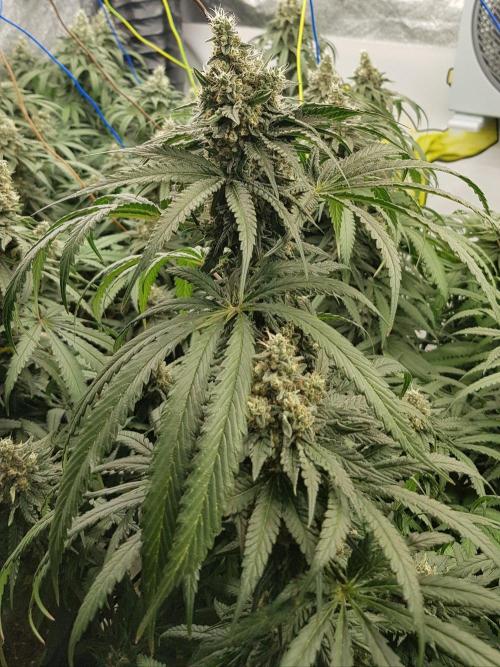 GGD Season 2 - Strawberry Cola Sherbet. Week 12