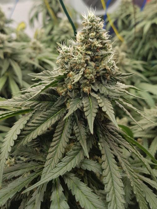 GGD Season 2 - Strawberry Cola Sherbet. Week 12