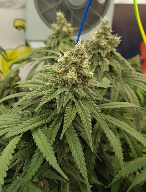 GGD Season 2 - Strawberry Cola Sherbet. Week 12