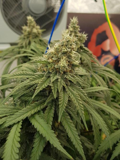 GGD Season 2 - Strawberry Cola Sherbet. Week 12