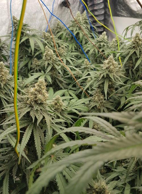 GGD Season 2 - Strawberry Cola Sherbet. Week 12