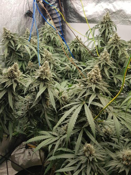 GGD Season 2 - Strawberry Cola Sherbet. Week 12