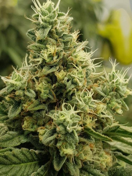 GGD Season 2 - Strawberry Cola Sherbet. Week 12