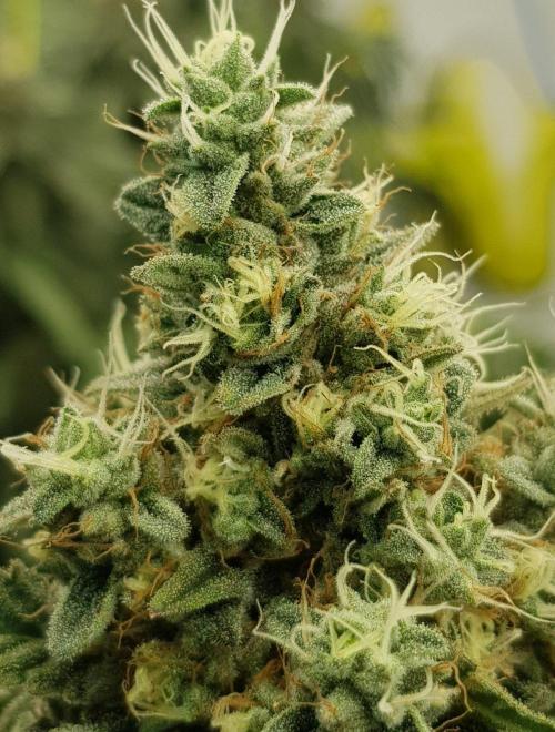 GGD Season 2 - Strawberry Cola Sherbet. Week 12