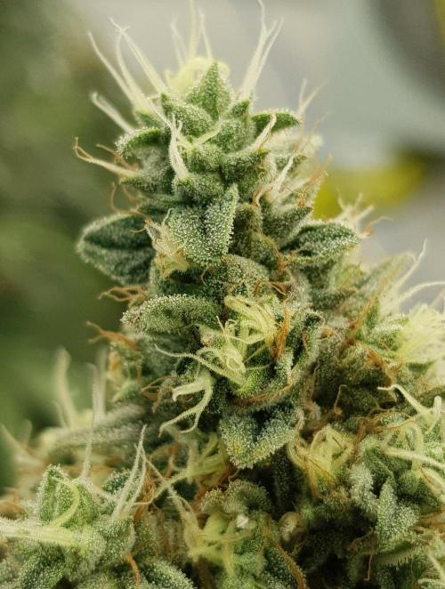 GGD Season 2 - Strawberry Cola Sherbet. Week 12
