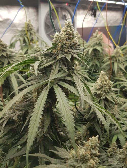GGD Season 2 - Strawberry Cola Sherbet. Week 12