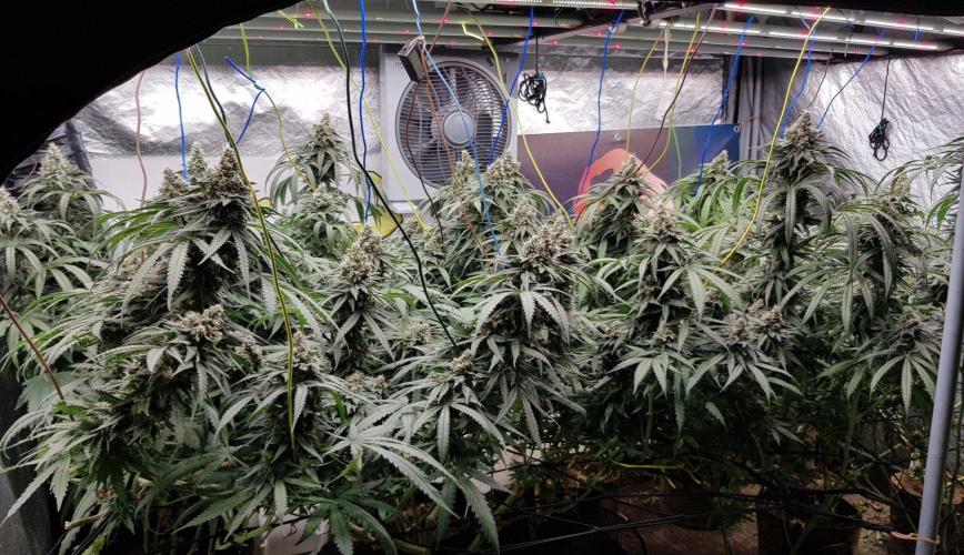 GGD Season 2 - Strawberry Cola Sherbet. Week 12