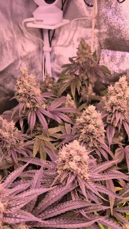 Northern Light | RQS (finish)