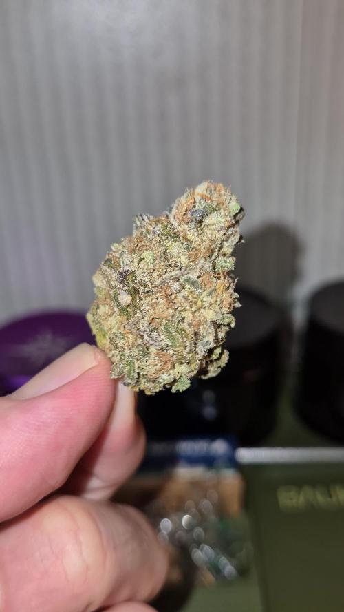 🦍🍉 GORILLA MELON | Photoperiodic