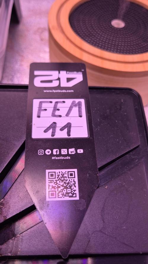 Fem 11 - Photoperiodic TestSeed FastBuds