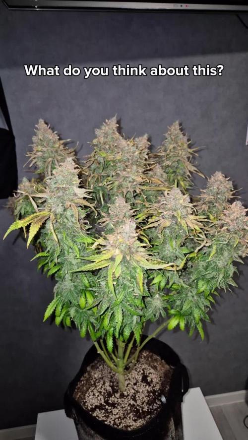 LEMONPAYA | Photoperiodic