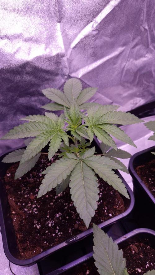 Fem10 - Photoperiodic TestSeed FastBuds. Week 3