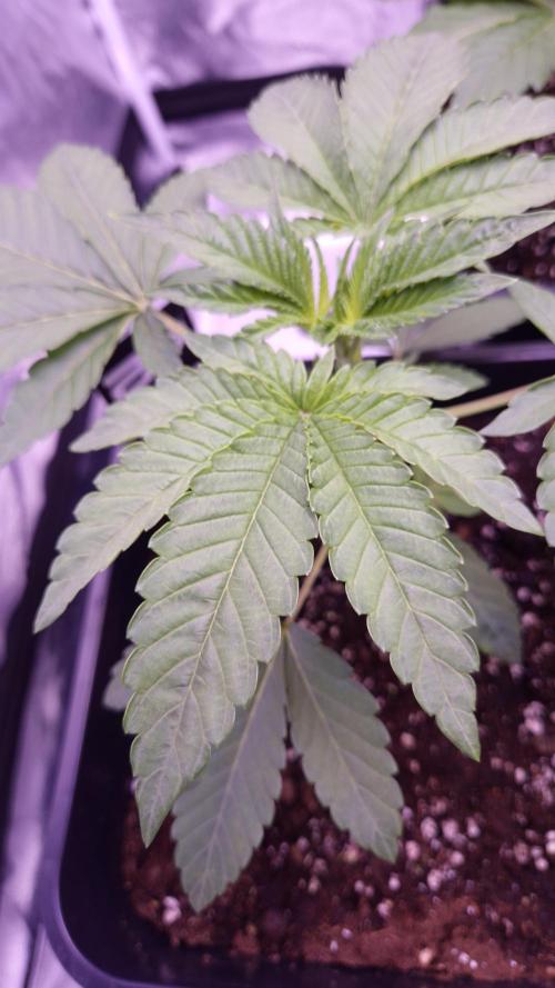 Fem10 - Photoperiodic TestSeed FastBuds. Week 3