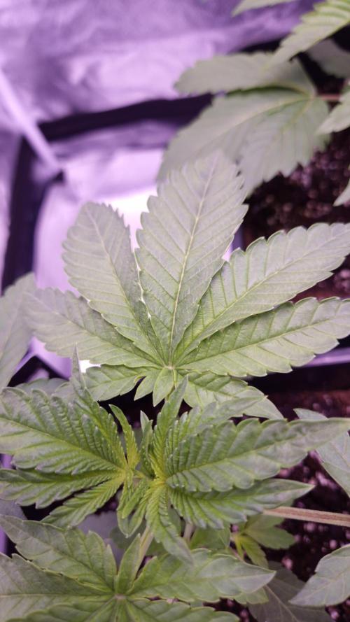 Fem10 - Photoperiodic TestSeed FastBuds. Week 3