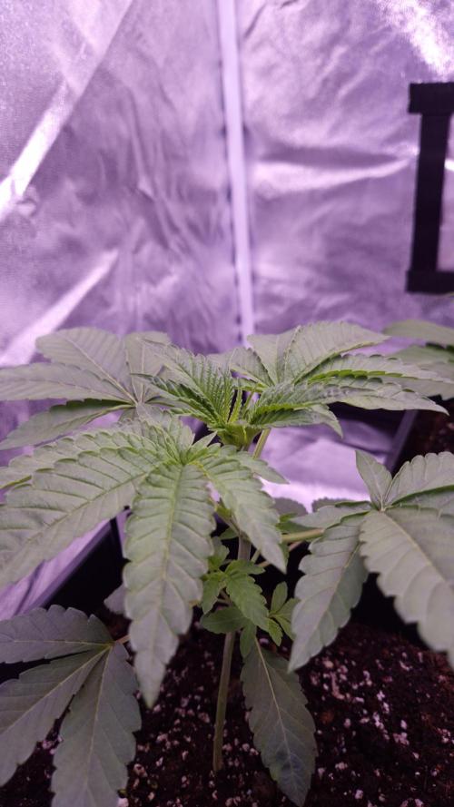 Fem10 - Photoperiodic TestSeed FastBuds. Week 3