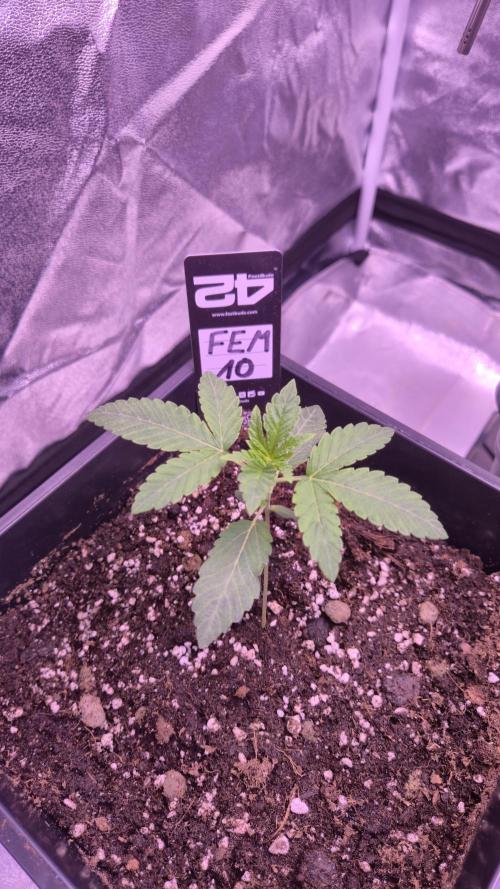 Fem10 - Photoperiodic TestSeed FastBuds. Week 3