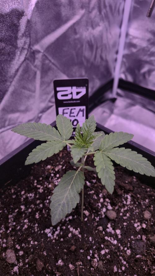 Fem10 - Photoperiodic TestSeed FastBuds. Week 3