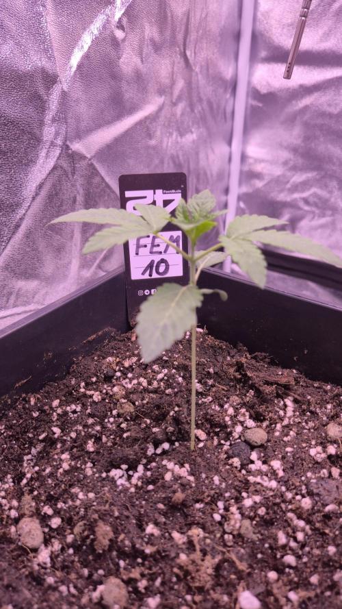 Fem10 - Photoperiodic TestSeed FastBuds. Week 3