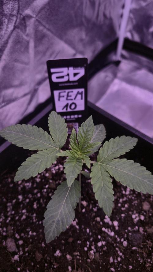 Fem10 - Photoperiodic TestSeed FastBuds. Week 3