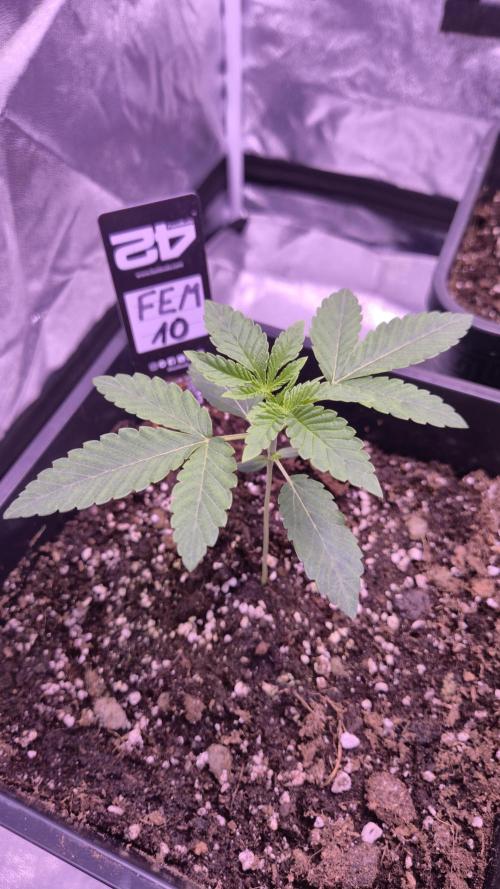 Fem10 - Photoperiodic TestSeed FastBuds. Week 3