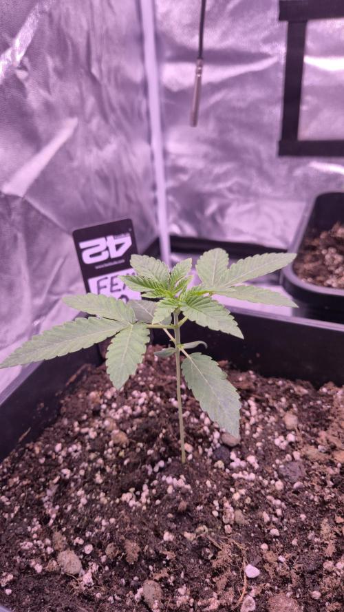 Fem10 - Photoperiodic TestSeed FastBuds. Week 3