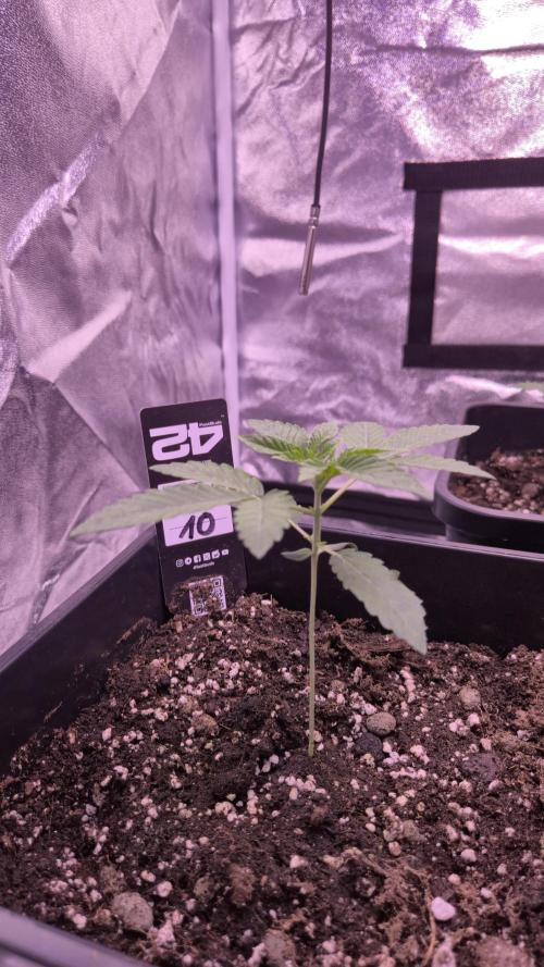 Fem10 - Photoperiodic TestSeed FastBuds. Week 3