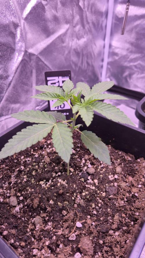 Fem10 - Photoperiodic TestSeed FastBuds. Week 3
