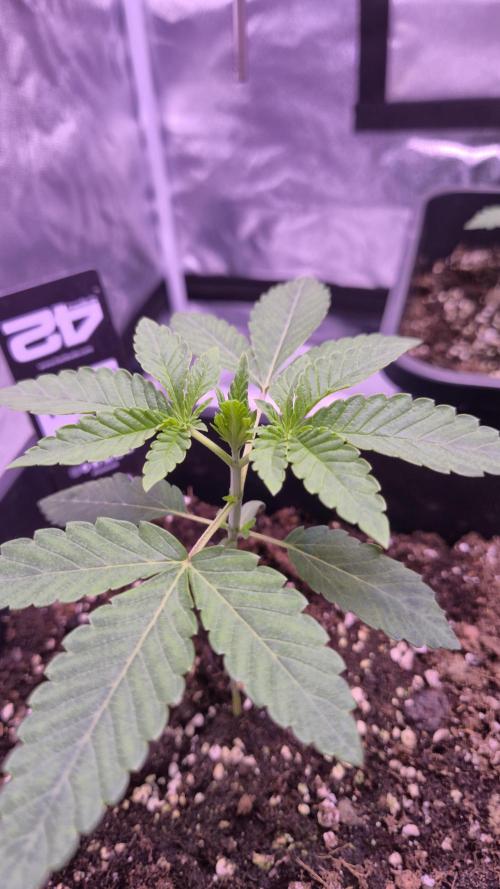 Fem10 - Photoperiodic TestSeed FastBuds. Week 3