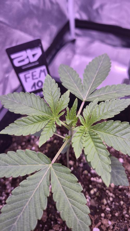Fem10 - Photoperiodic TestSeed FastBuds. Week 3