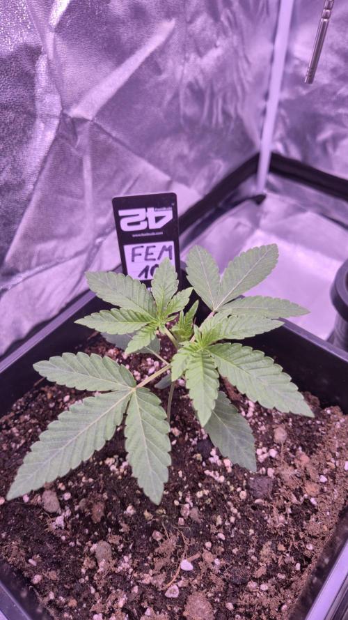 Fem10 - Photoperiodic TestSeed FastBuds. Week 3