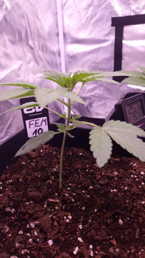 Fem10 - Photoperiodic TestSeed FastBuds. Week 3