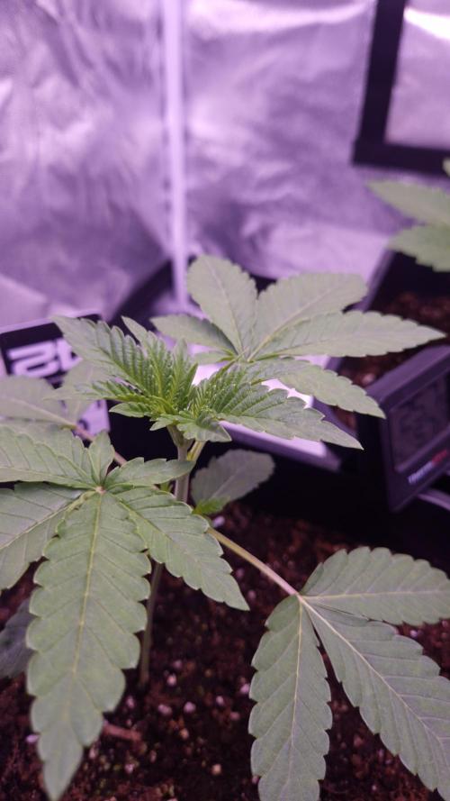 Fem10 - Photoperiodic TestSeed FastBuds. Week 3