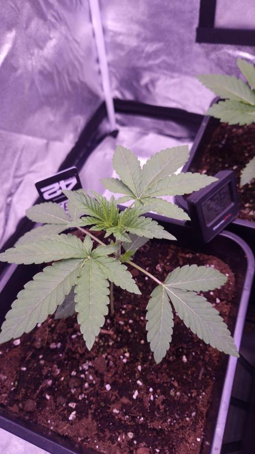 Fem10 - Photoperiodic TestSeed FastBuds. Week 3