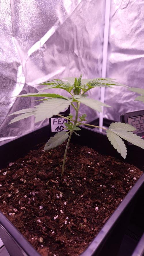 Fem10 - Photoperiodic TestSeed FastBuds. Week 3