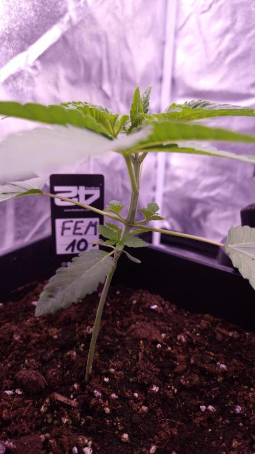 Fem10 - Photoperiodic TestSeed FastBuds. Week 3