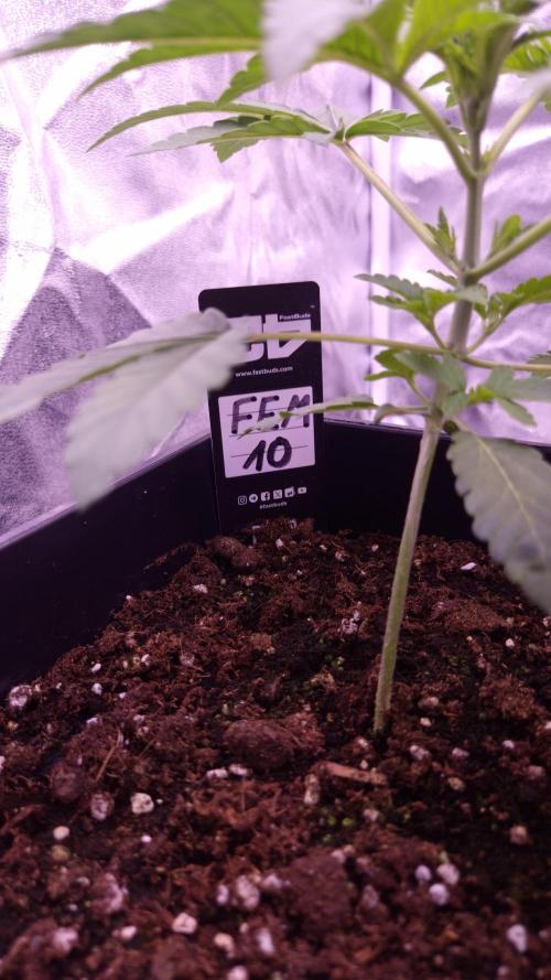 Fem10 - Photoperiodic TestSeed FastBuds. Week 3
