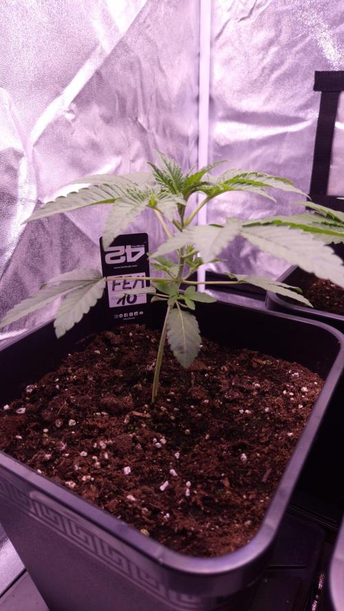 Fem10 - Photoperiodic TestSeed FastBuds. Week 3