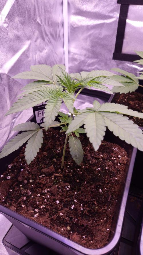 Fem10 - Photoperiodic TestSeed FastBuds. Week 3